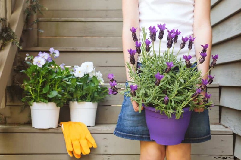 Las mejores plantas perennes para cultivar en contenedores