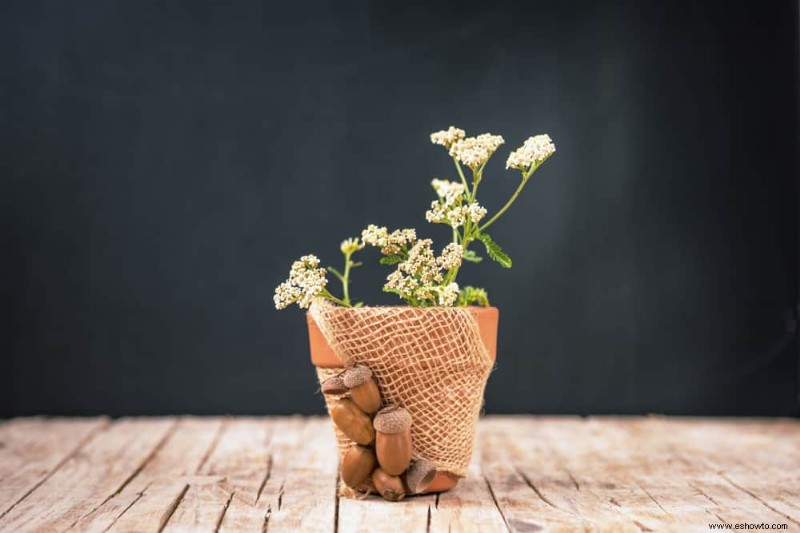 Las mejores plantas perennes para cultivar en contenedores