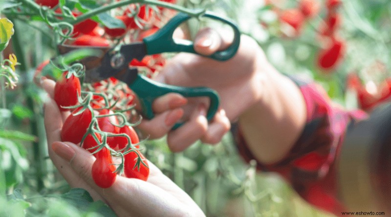 6 errores de poda de plantas de tomate que se deben evitar