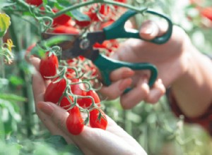 6 Errores Comunes en la Poda de Tomates que Debes Evitar para una Cosecha Abundante