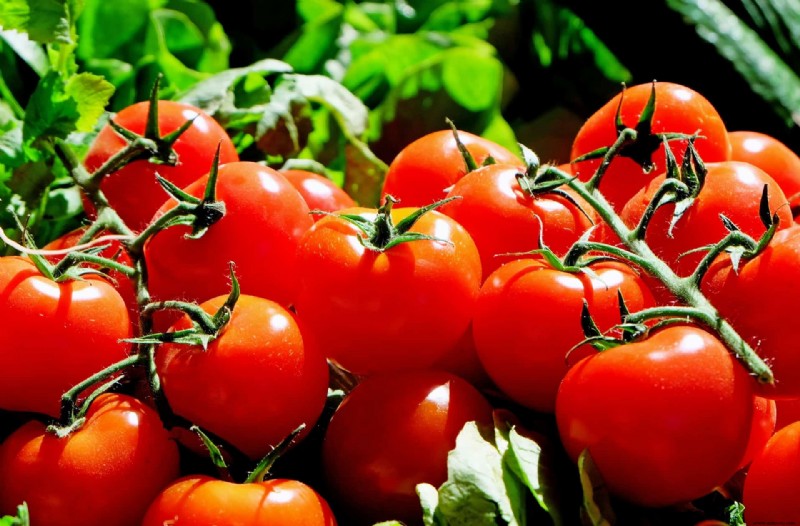 6 errores de poda de plantas de tomate que se deben evitar