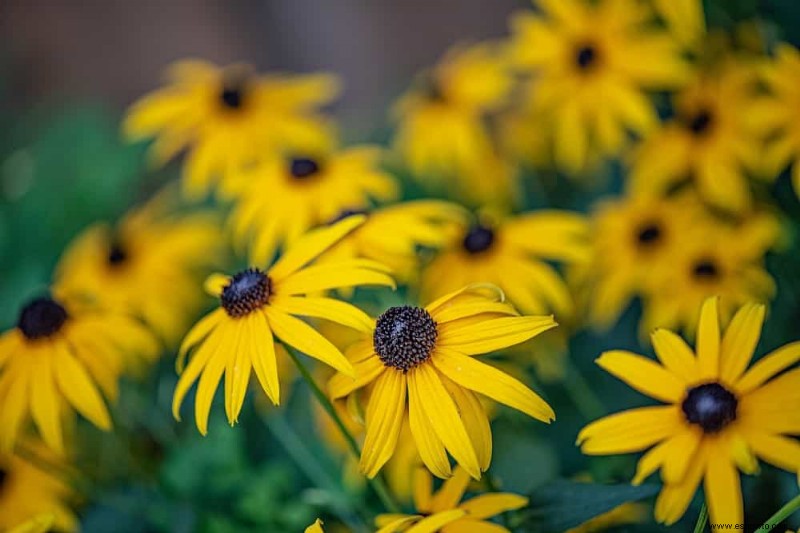 5 flores silvestres que debes agregar a tu jardín