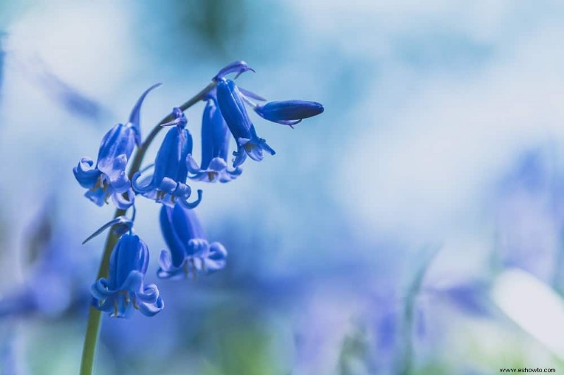 5 flores silvestres que debes agregar a tu jardín