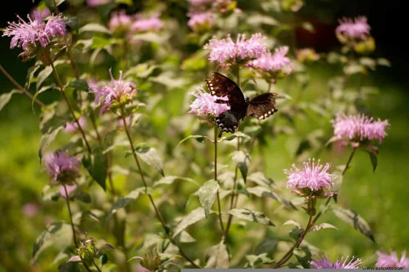 5 flores silvestres que debes agregar a tu jardín