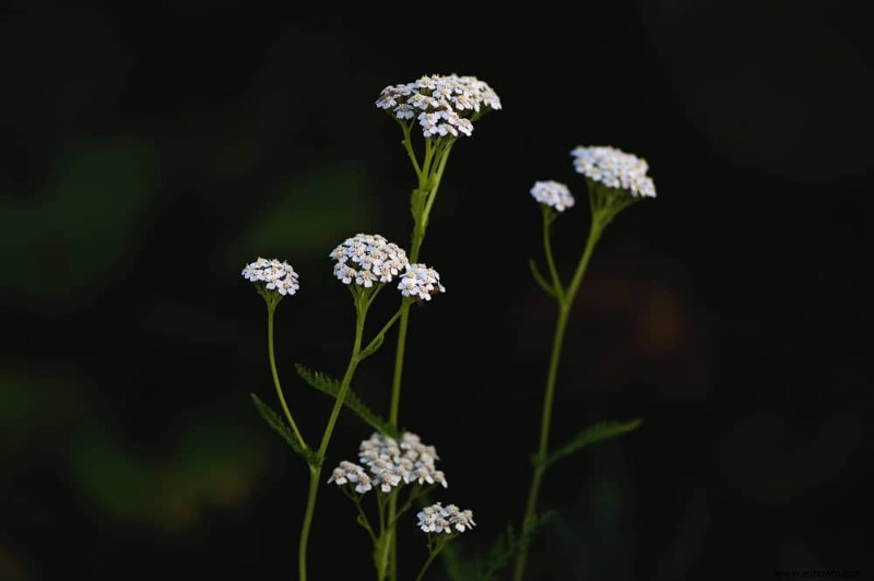 5 flores silvestres que debes agregar a tu jardín