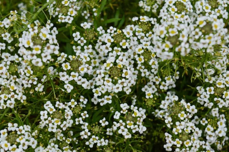 7 plantas anuales fáciles de cultivar para agregar a su jardín