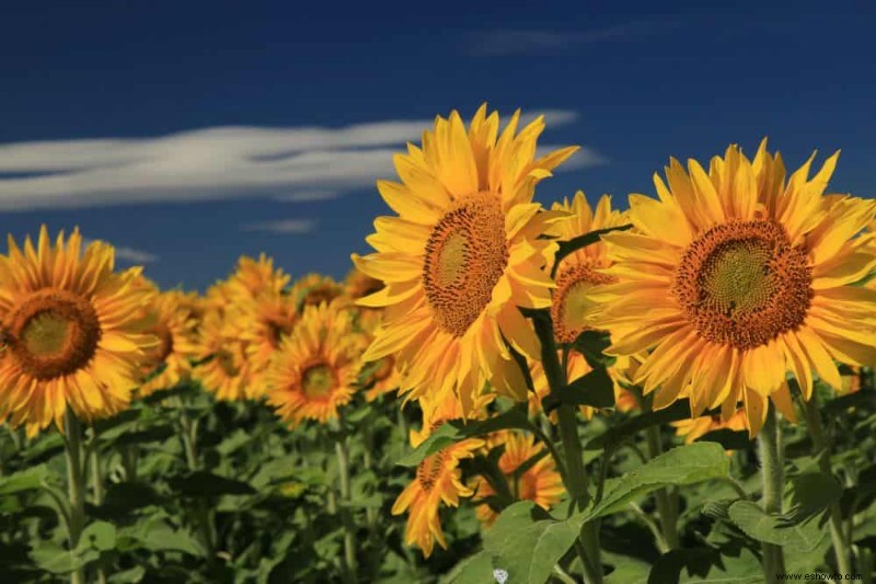 7 plantas anuales fáciles de cultivar para agregar a su jardín