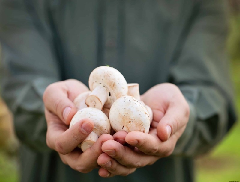 Por qué crecen hongos en la tierra para macetas