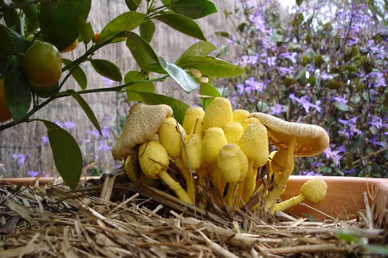 Por qué crecen hongos en la tierra para macetas