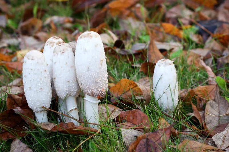 Por qué crecen hongos en la tierra para macetas