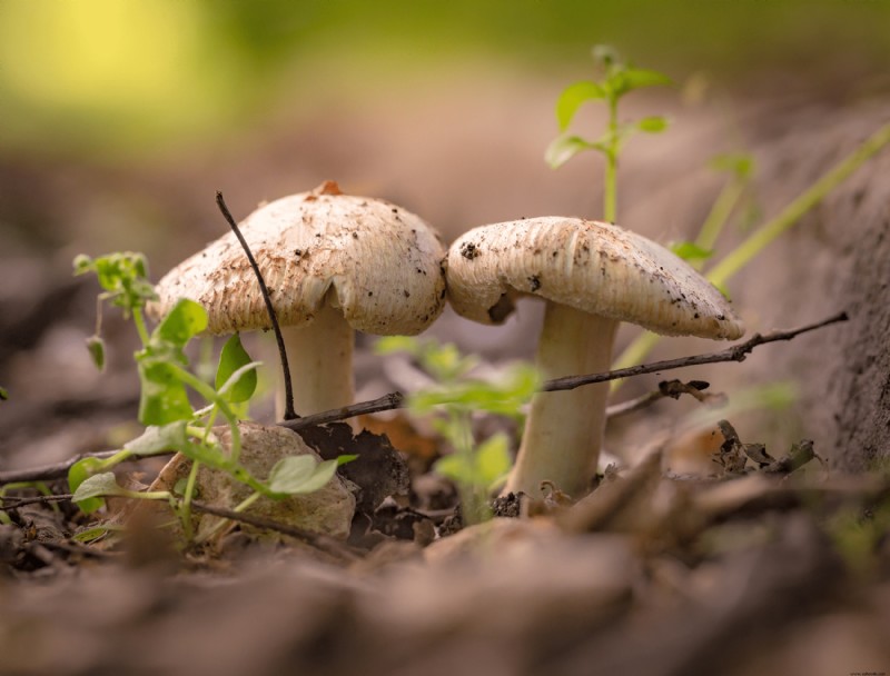 Por qué crecen hongos en la tierra para macetas
