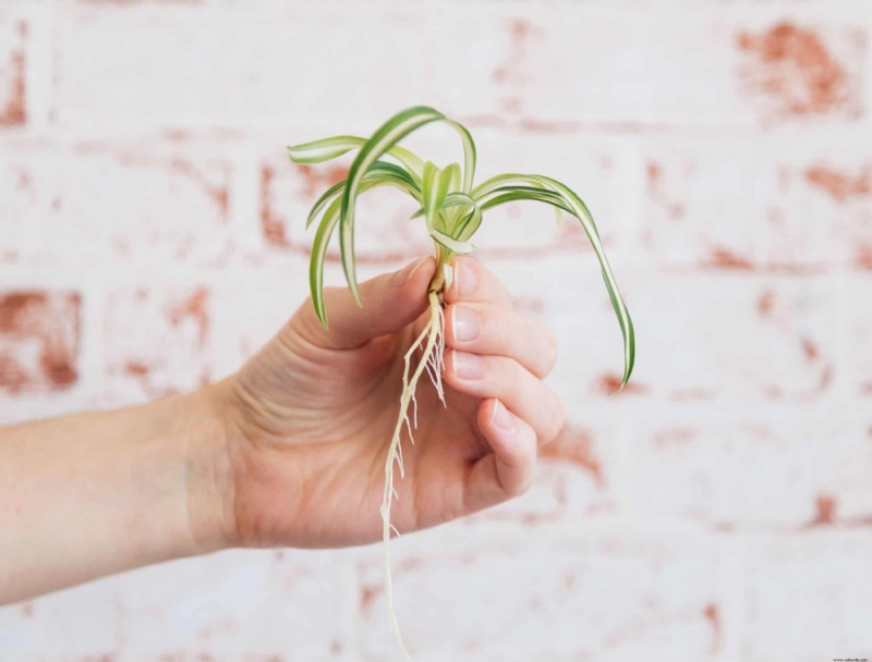 5 razones para agregar plantas araña a su colección de plantas de interior