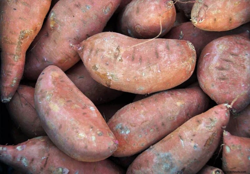 Cómo cosechar batatas