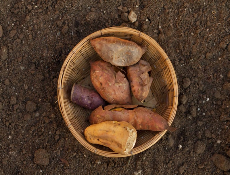 Cómo cosechar batatas