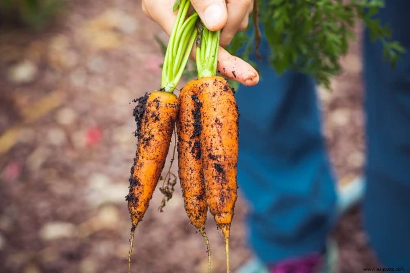 Cómo cultivar zanahorias a partir de zanahorias