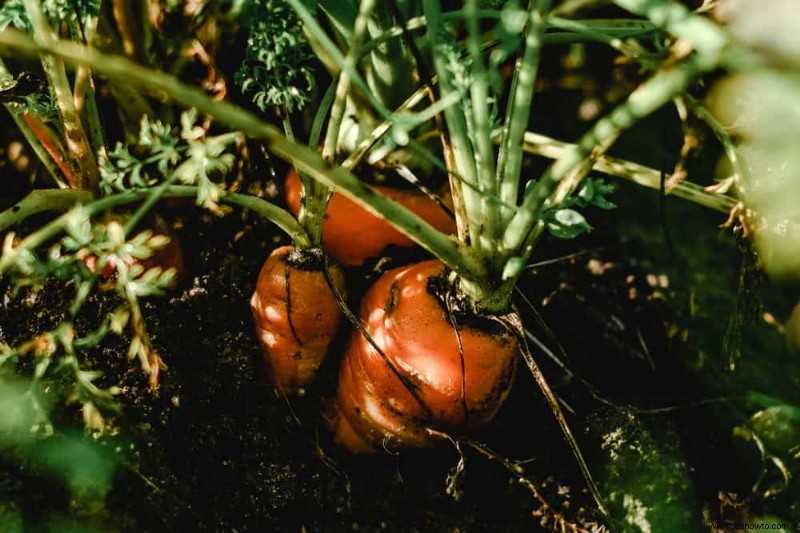 Cómo cultivar zanahorias a partir de zanahorias