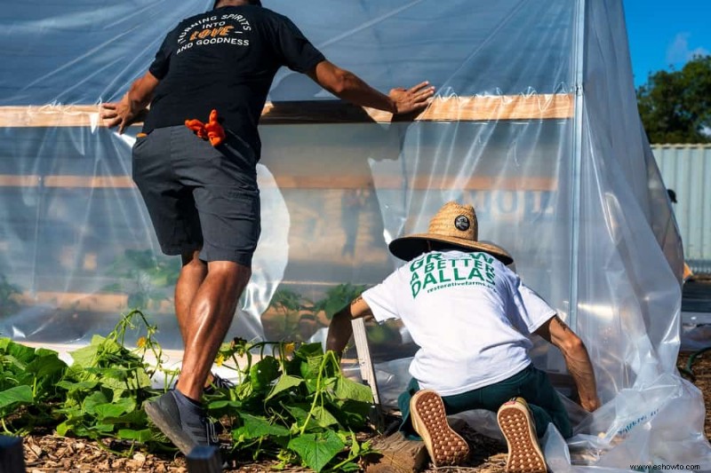 Cómo cultivar zanahorias a partir de zanahorias