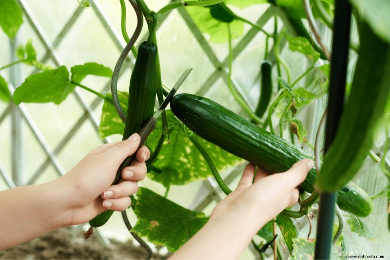 8 plantas vegetales trepadoras