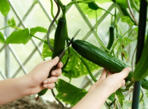 8 Mejores Plantas Trepadoras para tu Huerto: Verduras Verticales Fáciles y Nutritivas
