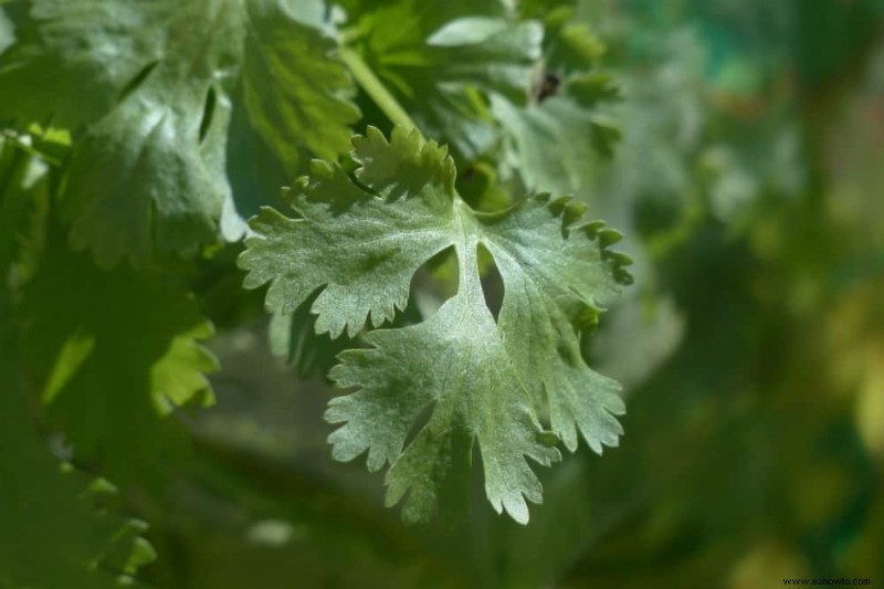 Cómo cosechar cilantro