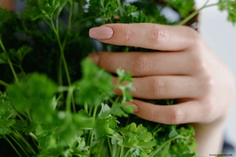 Cómo cosechar cilantro