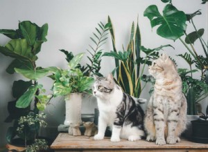 5 consejos esenciales para un jardín interior exitoso y saludable