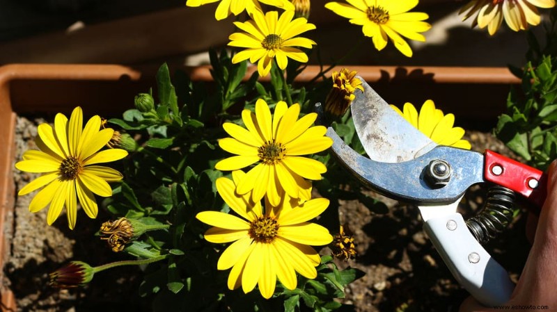 Cómo cortar las flores con cabeza muerta