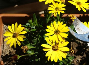 Guía experta para eliminar flores marchitas (deadheading) y mantener tu jardín floreciente