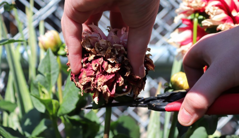 Cómo cortar las flores con cabeza muerta