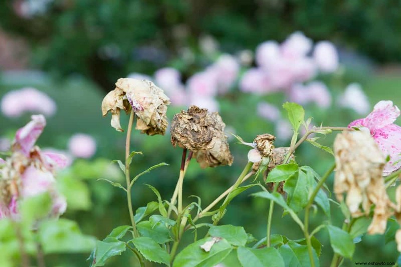 Cómo cortar las flores con cabeza muerta