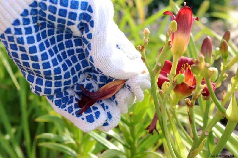 Cómo cortar las flores con cabeza muerta