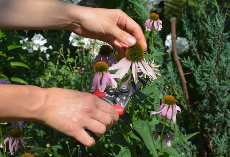 Cómo cortar las flores con cabeza muerta