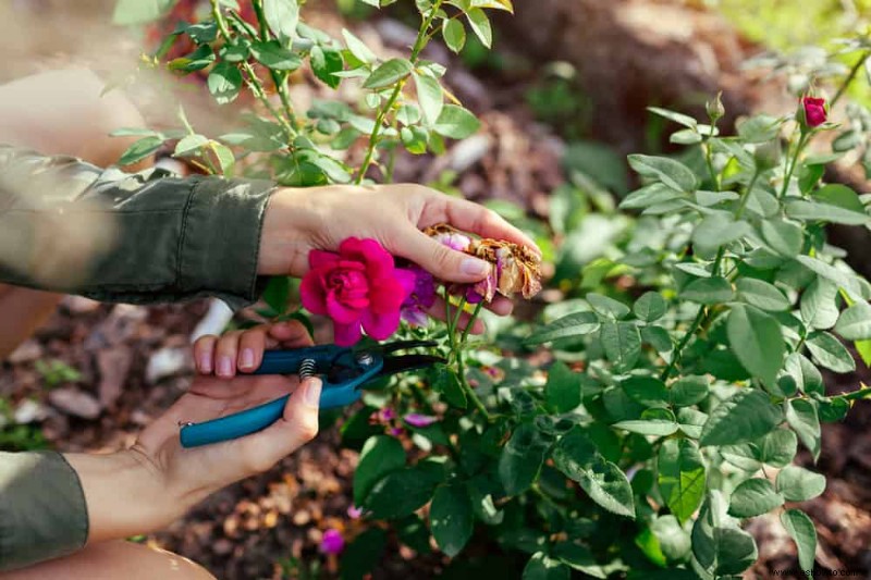 Cómo cortar las flores con cabeza muerta