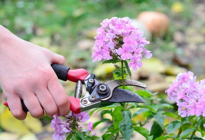 Cómo cortar las flores con cabeza muerta