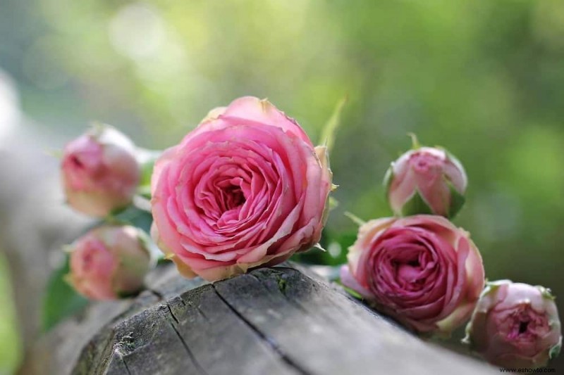 Cómo cultivar rosas en macetas