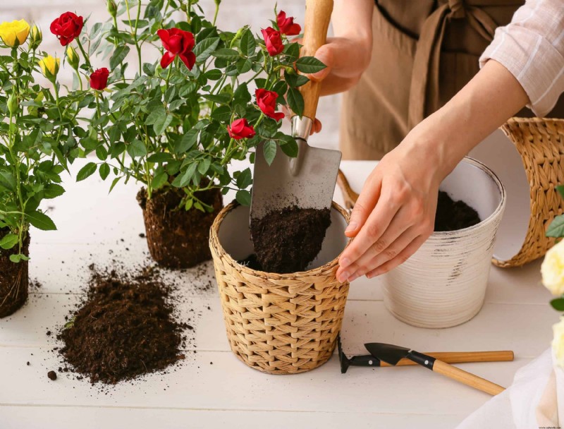 Cómo cultivar rosas en macetas