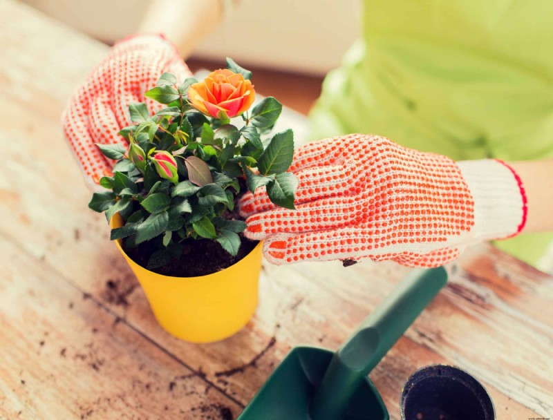 Cómo cultivar rosas en macetas