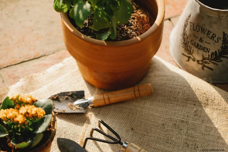 Cómo revivir las plantas del daño por calor