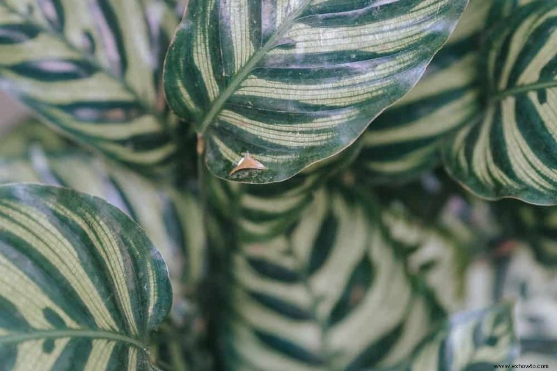 Cómo revivir las plantas del daño por calor