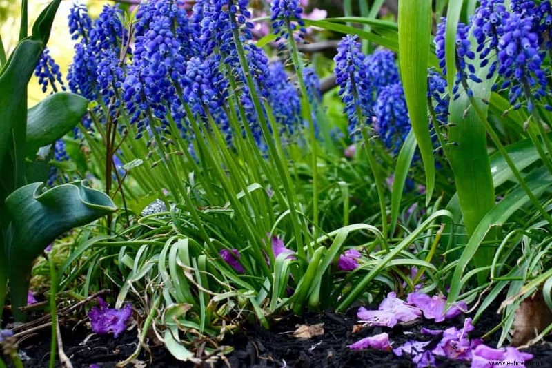 Cómo revivir las plantas del daño por calor