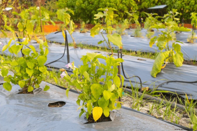 Cómo revivir las plantas del daño por calor