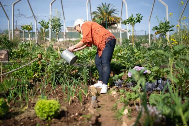 Cómo revivir las plantas del daño por calor