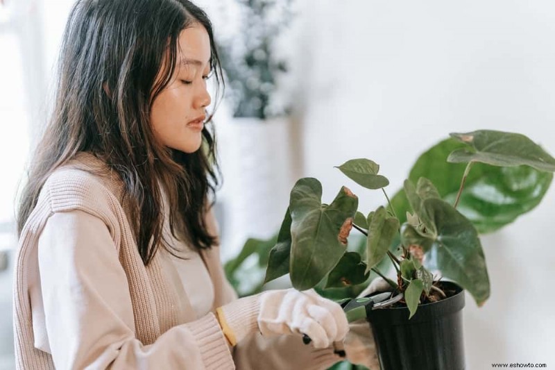 Cómo revivir las plantas del daño por calor