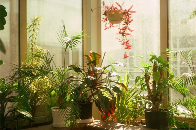 Cómo revivir las plantas del daño por calor