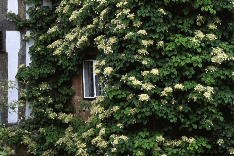 7 plantas perennes trepadoras para su jardín