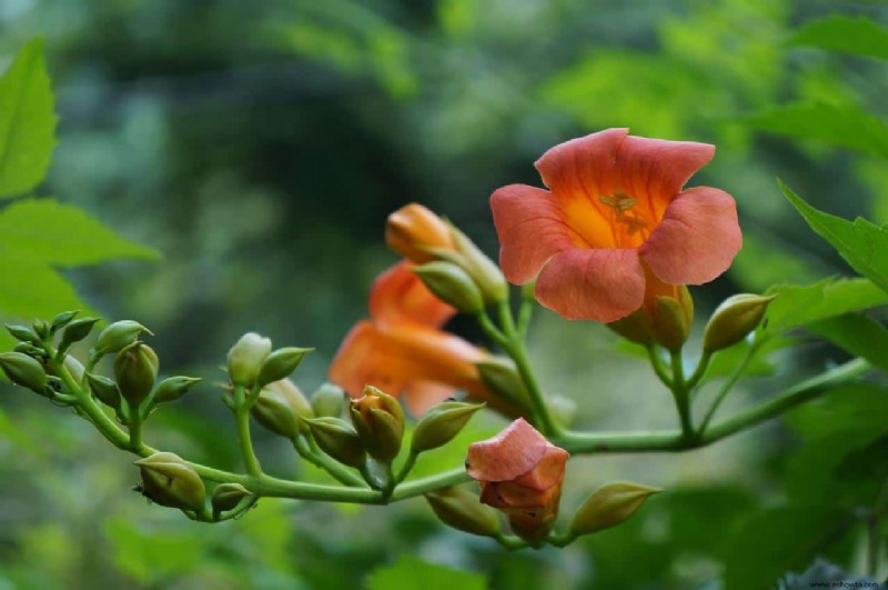 7 plantas perennes trepadoras para su jardín