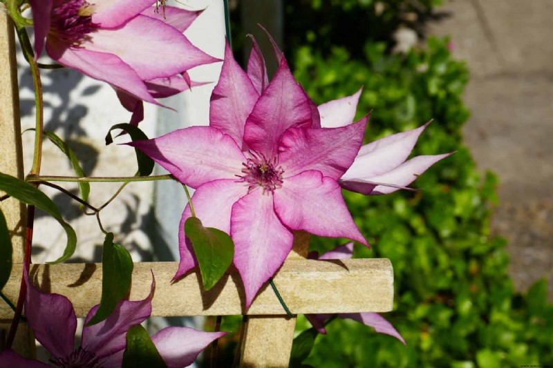 7 plantas perennes trepadoras para su jardín