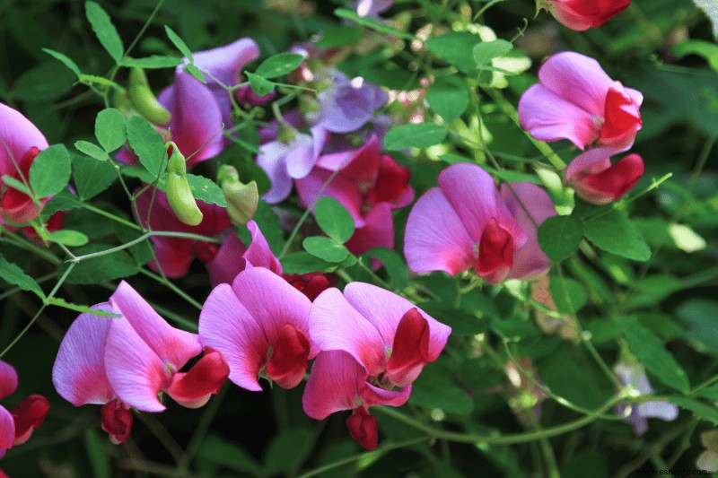 7 plantas perennes trepadoras para su jardín