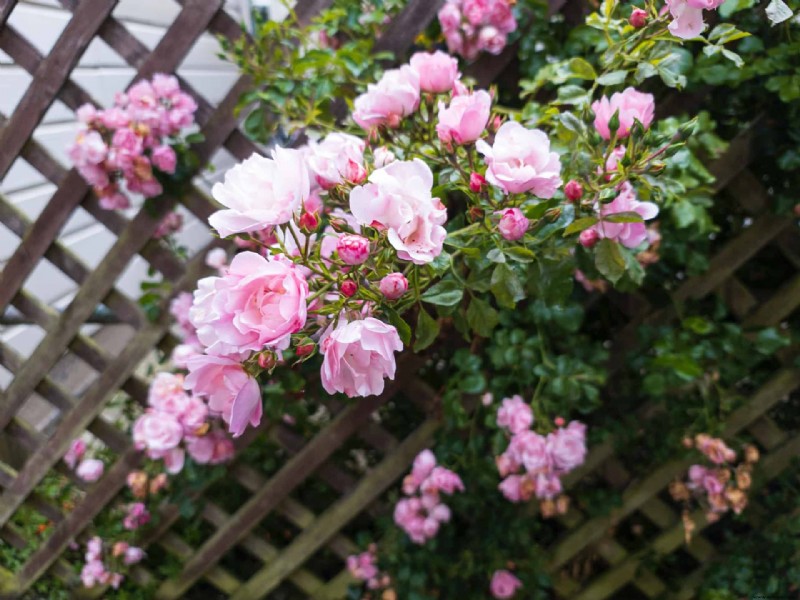 7 plantas perennes trepadoras para su jardín