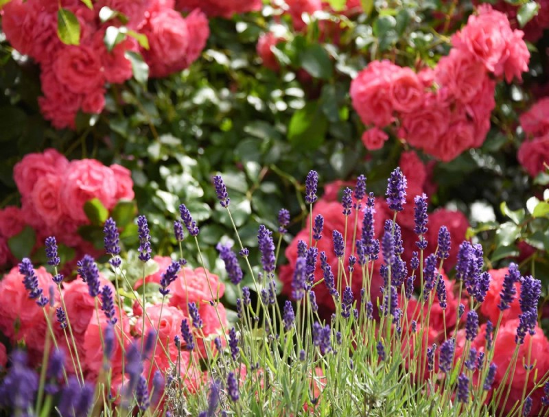 8 plantas complementarias para lavanda